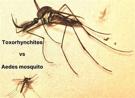 Know All About The Biggest Mosquito Of The World