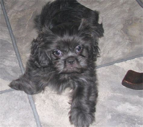 We are a loving family that has been raising puppies for over 30 years in the suburban detroit community of novi. Shih Tzu Puppies For Sale In Michigan