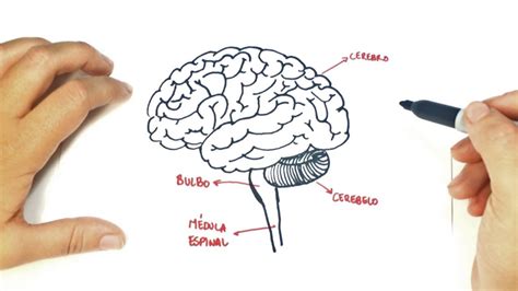 C Mo Dibujar El Cerebro Humano Paso A Paso Dibujo F Cil De Un Cerebro