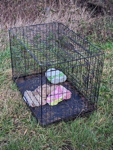 faeces covered puppies not sold at christmas dumped in layby by masked gang teesside live