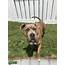 Stud Dog  Male Pit Bull Breed Your