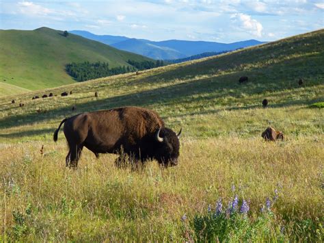 National Bison Range Enjoy Your Parks