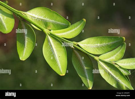 Buxus Sempervirens Leaf