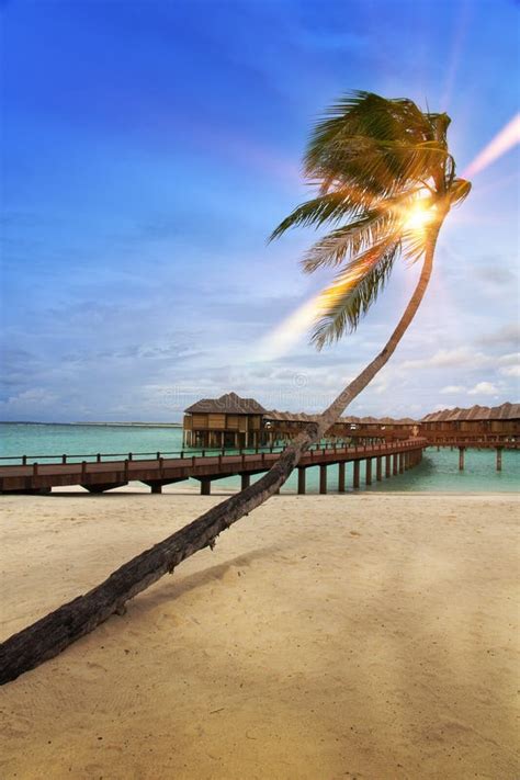 Palm Tree Over Sea In The Light Of The Sunset Maldives Stock Image