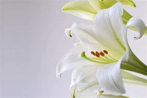 Easter Lily Care And Meaning Everything You Need To Know
