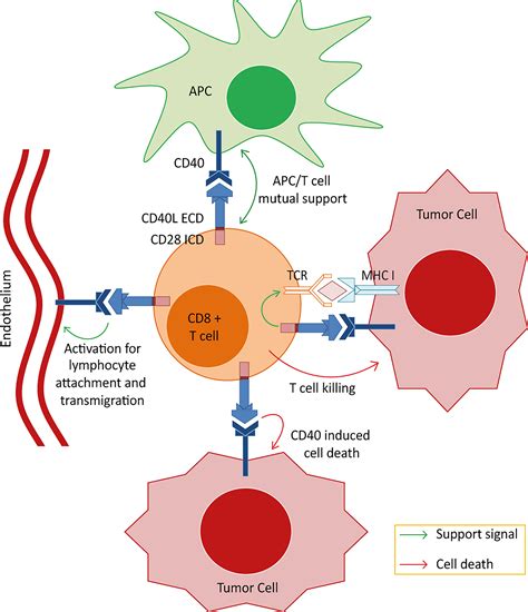 frontiers double strike approach for tumor attack engineering t cells using a cd40l cd28