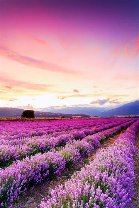 Lavender Field At Dusk In Central Balkan Bulgaria