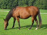 File:American quarter horse.jpg - Wikimedia Commons
