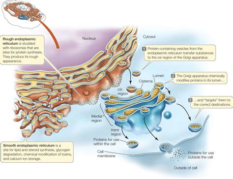 Role Of Golgi Apparatus Endoplasmic Reticulum In Prot