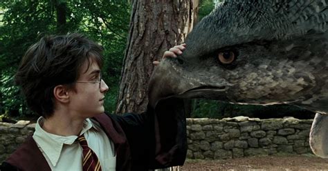 Theres A Video Of A Real Life Hippogriff And Were Freaking Out