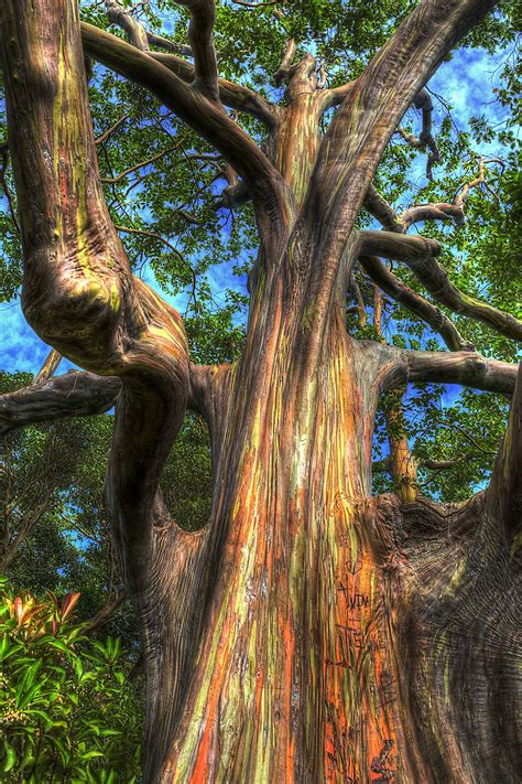 Flickr | Rainbow eucalyptus tree, Rainbow eucalyptus, Eucalyptus tree