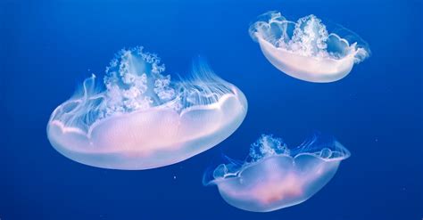 Three Jellyfishes · Free Stock Photo