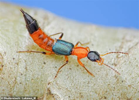 Bali Tomcat Beetle Causes Mother To Develop Rashes And Blisters Daily