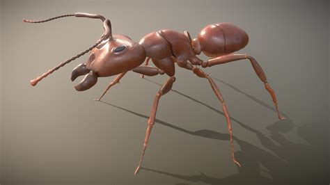 ant model 3d model by romavfx [f59a471] sketchfab