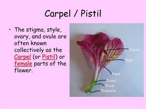Pistil Of A Flower Definition Information Online