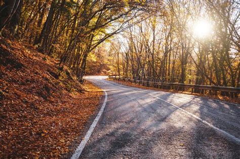 Asphalt Road With Fallen Leaves In Autumn Forest Stock Photo Image