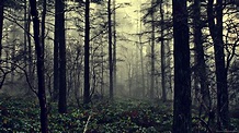 Dark Woods HD Backgrounds | PixelsTalk.Net
