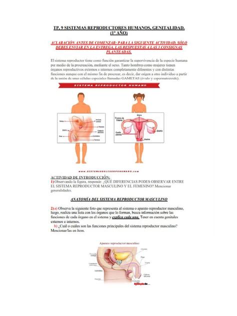 Biología Sistemas Reproductores Humanos Genitalidad Pdf Sistema