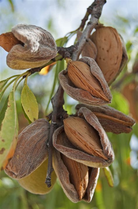 Dreamstime is the world`s largest stock photography community. Almond live plant badam ka podha - Bonsai Plants Nursery