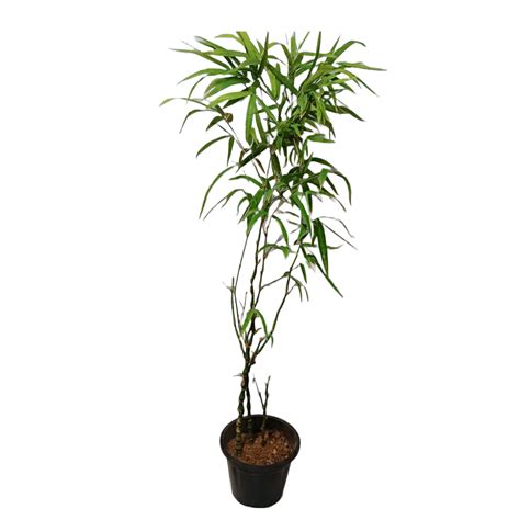 Buy Now Buddha Bamboo Plant At The Best Prices Manbhawan Nursery