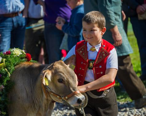 Viehschau Heiden Ar Youth Breeders Present Their Cattle Peter Boehi