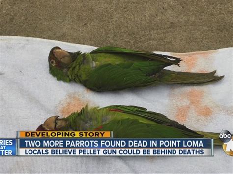 Two More Parrots Found Dead Still No Arrests