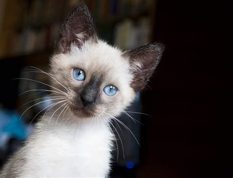 See the Cutest Cat Breeds as Kittens | Reader's Digest