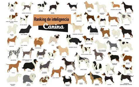 Ranking De Inteligencia Canina Revista Petmi