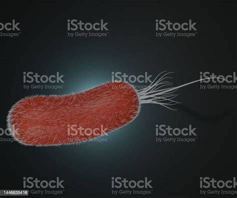 Isolated Pseudomonas Aeruginosa Bacterial Cells Stock Photo Download