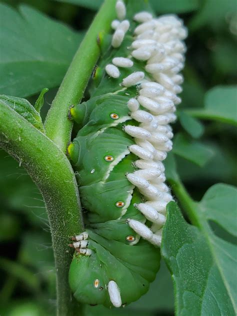 Anyone Know What Laid Eggs On This Hornworm Whatsthisbug