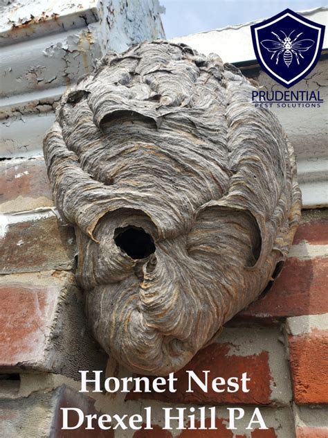 Hornet Nest Treatment In Drexel Hill Prudential Pest Solutions