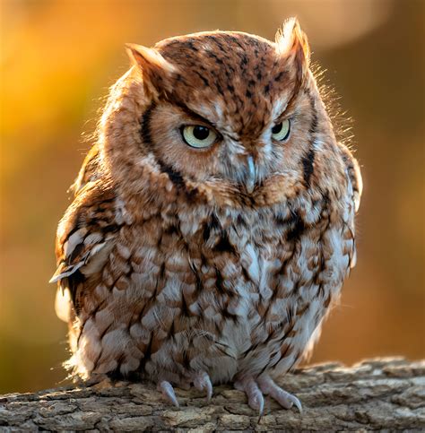 Eastern Screech Owl Photo Gallery Be Your Own Birder