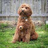 Come check out our comprehensive list of. Standard and Mini goldendoodle. Follow then on Instagram ...