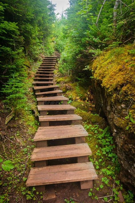 Stairs Leading Up Into Forest Stock Image Image Of Walking Wood
