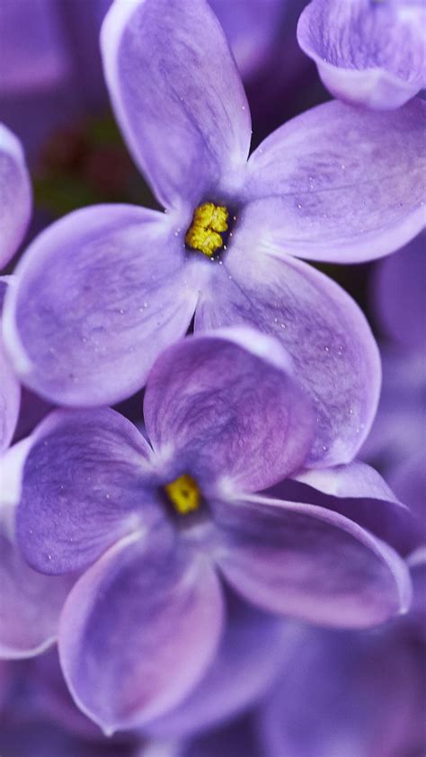 Papel De Parede Flores Roxas Lilac Hd Papel De Parede Para Celular
