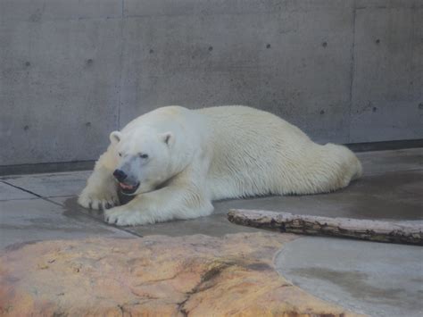 Polar Bear Gotas Naptime Sakuno4051 Flickr
