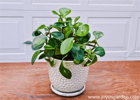 Pruning And Propagating A Baby Rubber Plant