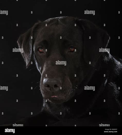 Perro Labrador Negro Fotografías E Imágenes De Alta Resolución Alamy