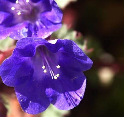Photo Of The Bloom Of California Bluebells Phacelia Campanularia