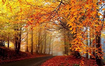 Fall Trees Background Wallpapers Wallpapertag
