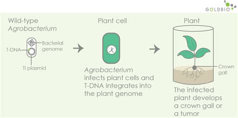 A Guide To T Dna Binary Vectors In Plant Transformation Goldbio