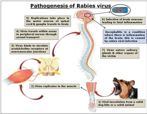 Typical Representation Of The Pathogenesis Of Rabies Virus Where The Download Scientific
