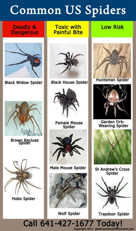 Spider Identification Chart Tennessee