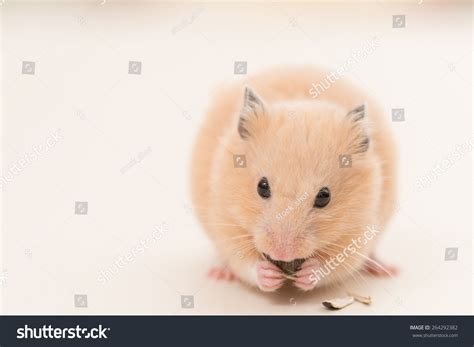 Golden Hamster Eating A Sunflower Seed Stock Photo 264292382