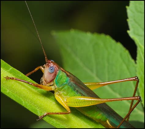 Very Colorful Grasshopper Pentax User Photo Gallery