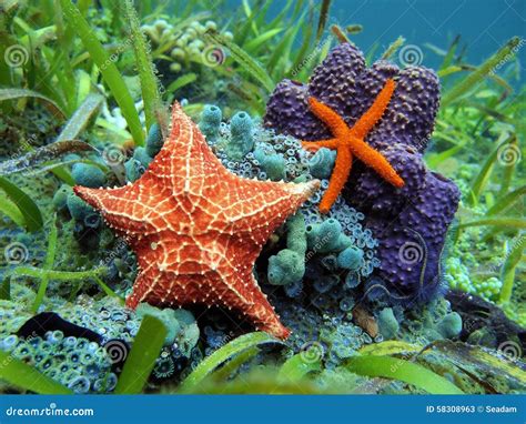 Starfish Underwater Over Colorful Marine Life Stock Image Image Of