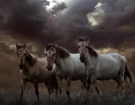 Descarga Gratis Tres Caballos Salvajes Tres Blanco Nubes Caballos