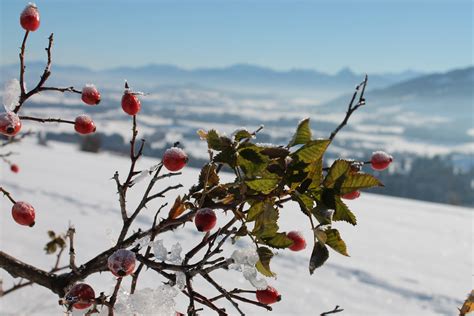 Free Images Tree Branch Blossom Snow Winter Plant Leaf Flower