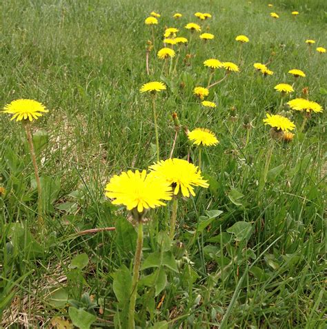 Dandelions Are Natures Reminder That Survivors Will Always Rise Robyn S Rydzy