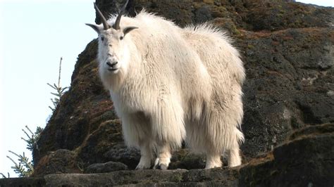Year of the goat dalszövegei. Mountain Goats Aren't Actually Goats | National Geographic ...